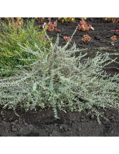 Nitida Salix repens Wierzba płożąca