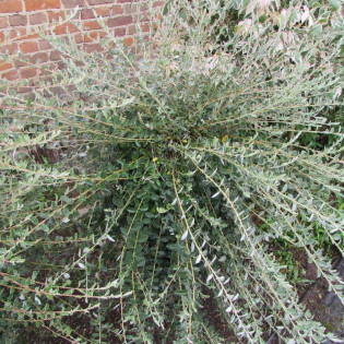 Nitida Salix repens Wierzba płożąca 2