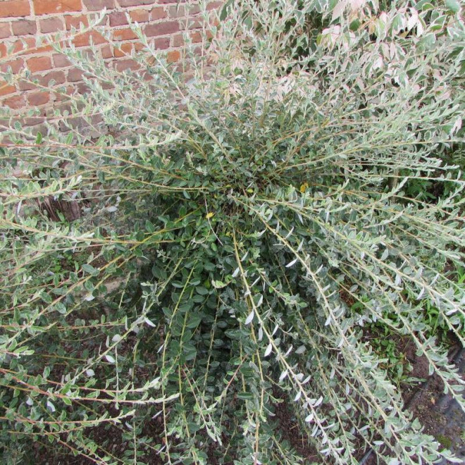 Wierzba płożąca Nitida Salix repens