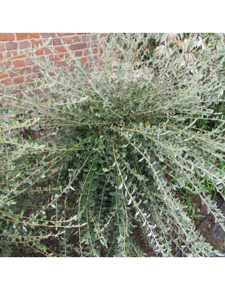 Wierzba płożąca Nitida Salix repens