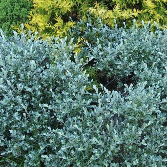 Wierzba płożąca Salix repens Nitida