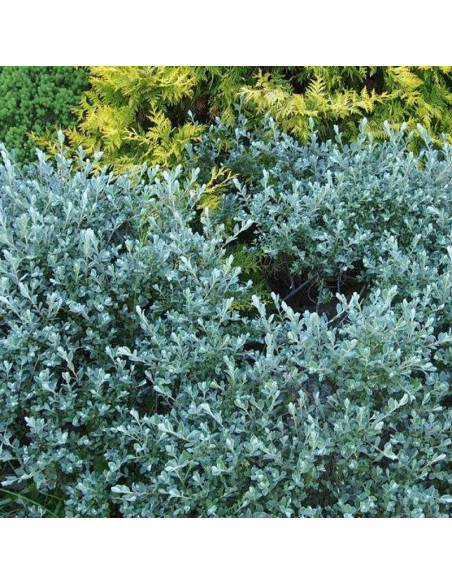 Wierzba płożąca Salix repens Nitida