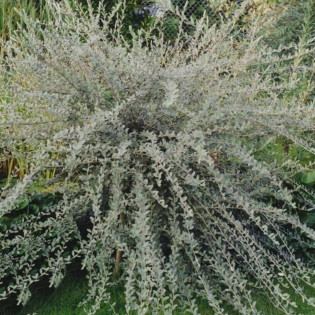 Wierzba płożąca Iona Salix repens