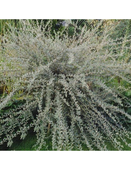 Wierzba płożąca Iona Salix repens