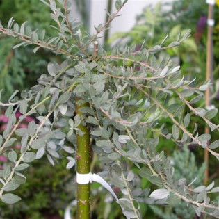 Wierzba płożąca Iona Salix repens 2