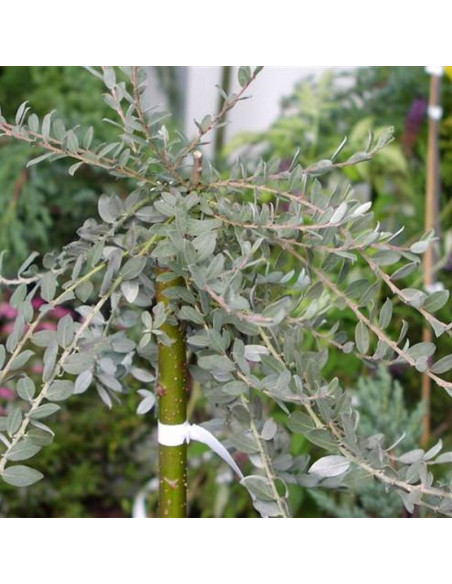 Iona Salix repens Wierzba płożąca