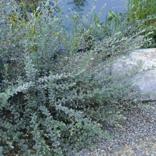 Wierzba płożąca Voorthuizen Salix repens