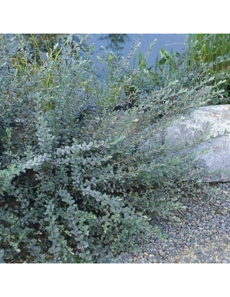 Wierzba płożąca Voorthuizen Salix repens