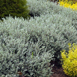 Wierzba płożąca Voorthuizen Salix repens 2