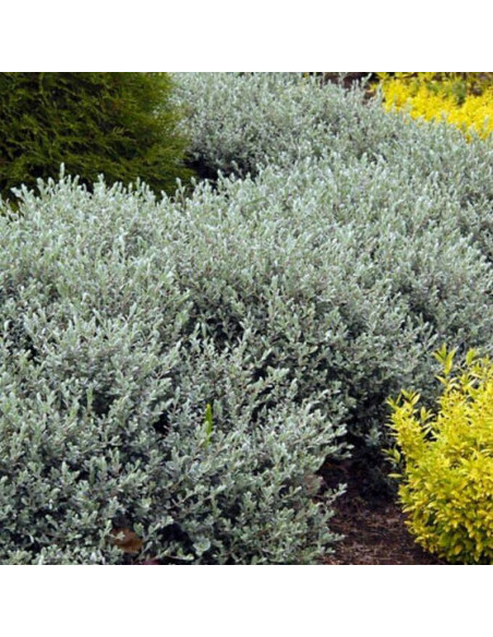 Voorthuizen Salix repens Wierzba płożąca