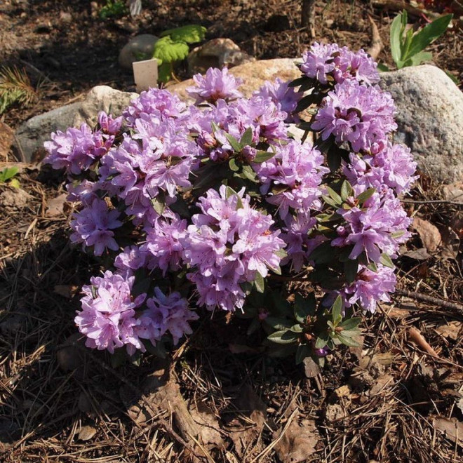 Różanecznik karłowy Buchlovice Rhododendron impeditum