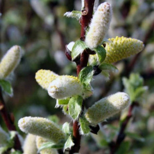 Wehrhahnii Salix hastata Wierzba oszczepowata