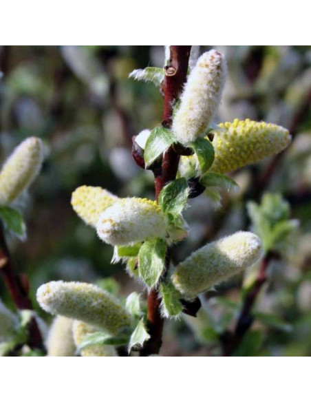 Wehrhahnii Salix hastata Wierzba oszczepowata