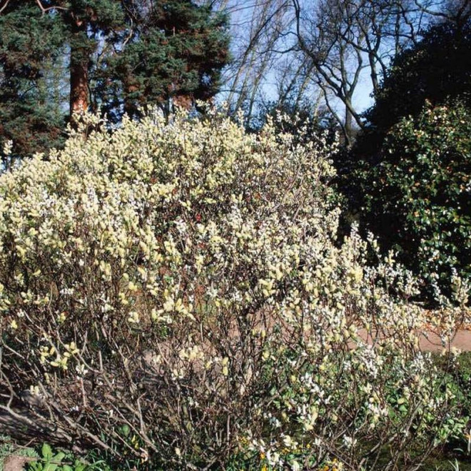 Wierzba oszczepowata Wehrhahnii Salix hastata