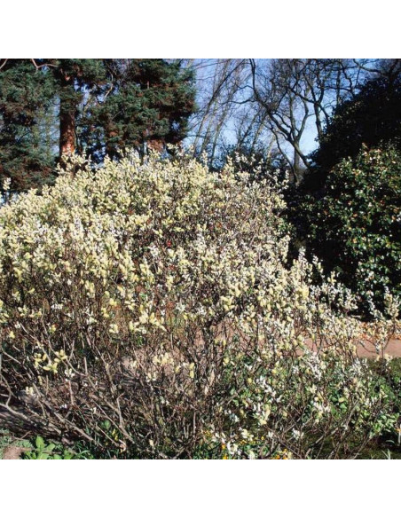 Wierzba oszczepowata Wehrhahnii Salix hastata