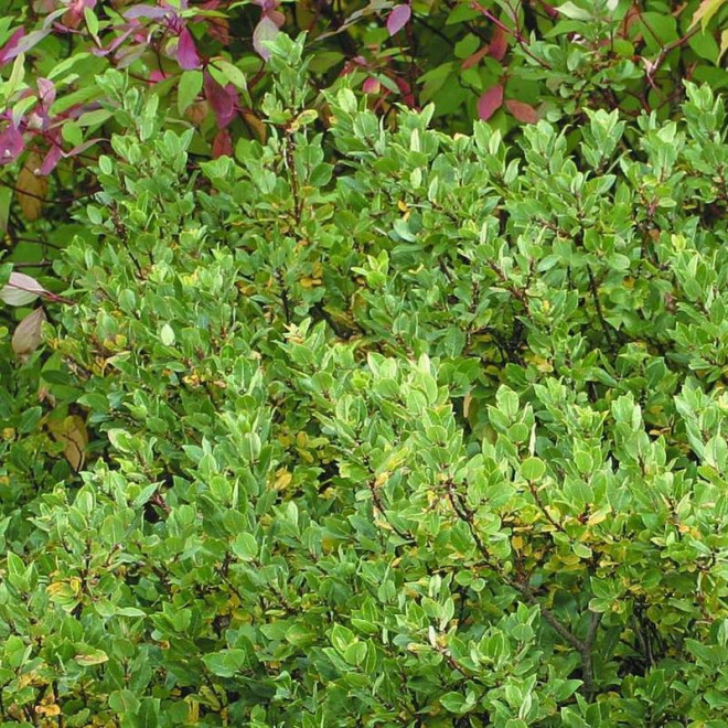 Wierzba oszczepowata Salix hastata Wehrhahnii