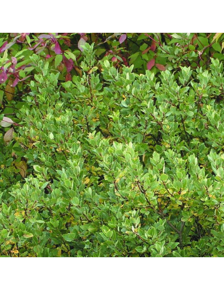 Wierzba oszczepowata Salix hastata Wehrhahnii