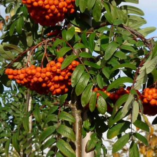 Edulis Sorbus aucuparia Jarząb pospolity