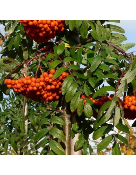 Edulis Sorbus aucuparia Jarząb pospolity