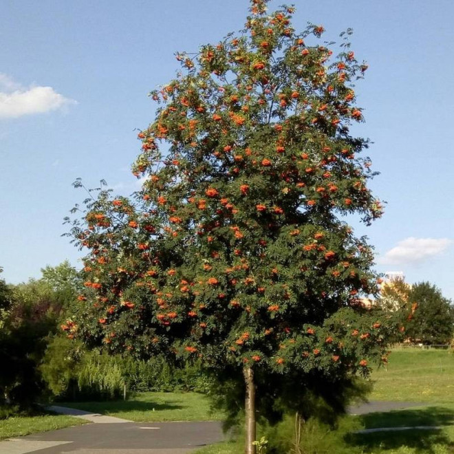 Jarząb pospolity Edulis Sorbus aucuparia