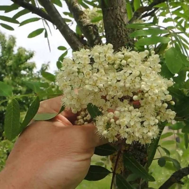 Jarząb pospolity Sorbus aucuparia Edulis