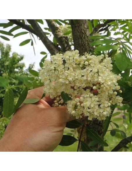Jarząb pospolity Sorbus aucuparia Edulis