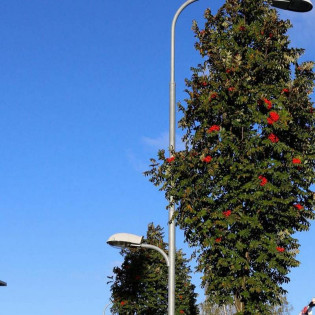 Jarząb pospolity Fastigiata Sorbus aucuparia 2