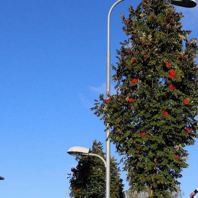 Fastigiata Sorbus aucuparia Jarząb pospolity