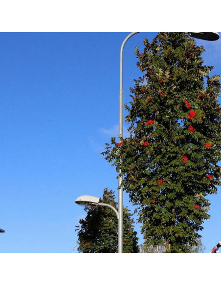 Fastigiata Sorbus aucuparia Jarząb pospolity