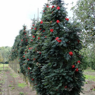 Jarząb pospolity Fastigiata Sorbus aucuparia