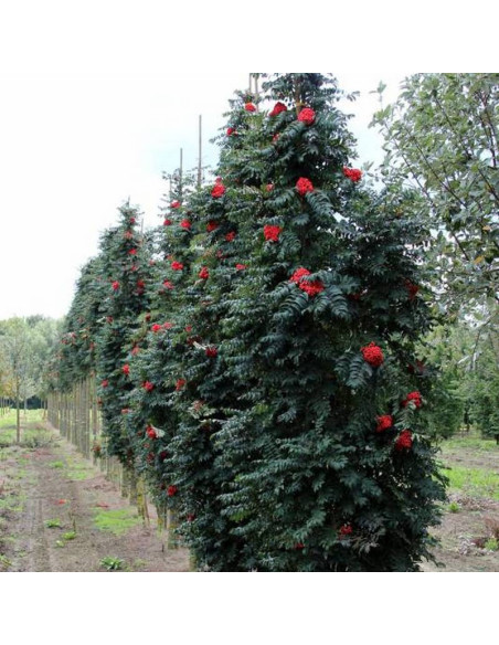 Jarząb pospolity Fastigiata Sorbus aucuparia