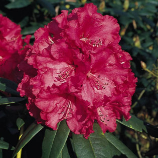 Różanecznik Andantino Rhododendron