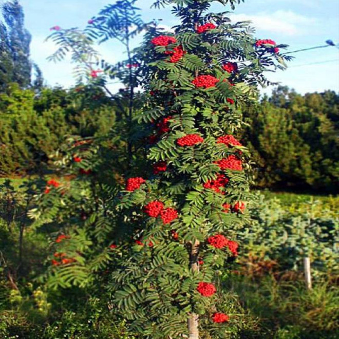 Jarząb pospolity Sorbus aucuparia Fastigiata