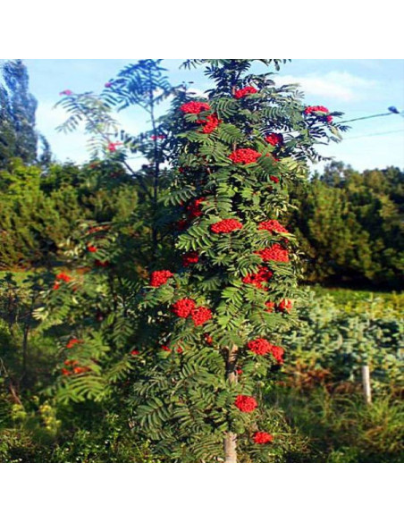 Jarząb pospolity Sorbus aucuparia Fastigiata