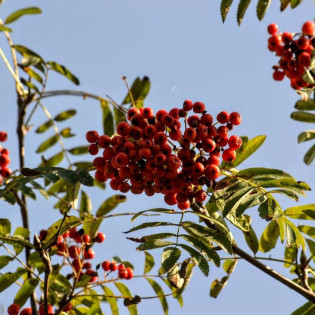 Jarząb pospolity Sorbus aucuparia