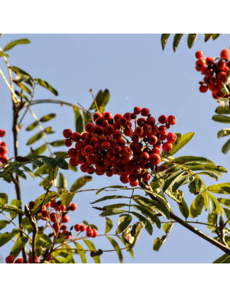 Jarząb pospolity Sorbus aucuparia