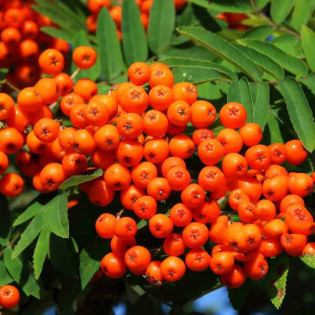 Jarząb pospolity Sorbus aucuparia 2