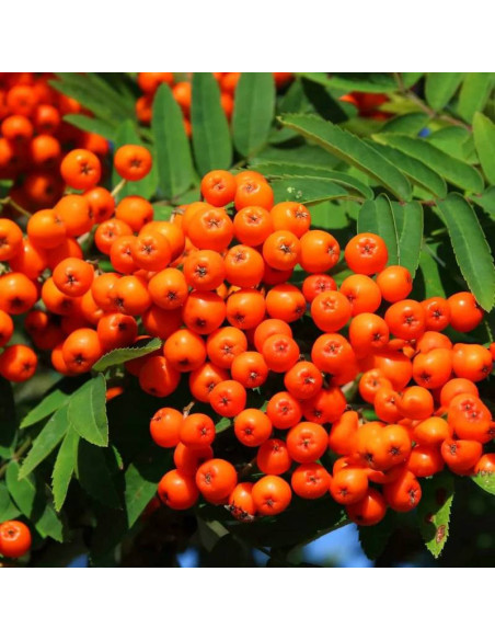 Sorbus aucuparia Jarząb pospolity