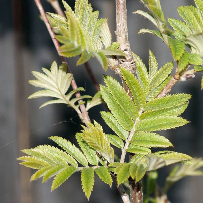 Pospolity jarząb Sorbus aucuparia