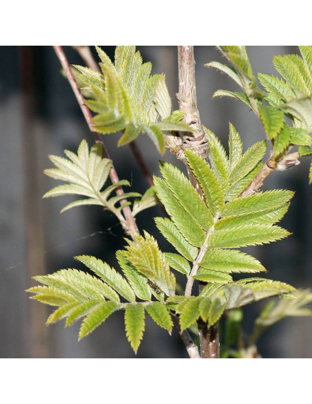 Pospolity jarząb Sorbus aucuparia