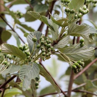 Jarząb mączny Subtomentosa Sorbus aria