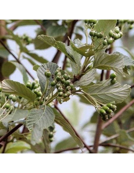 Jarząb mączny Subtomentosa Sorbus aria