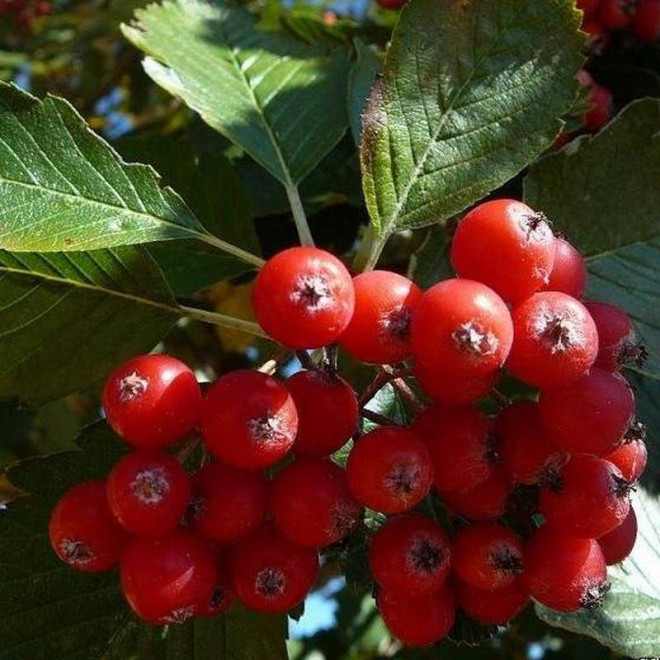 Subtomentosa Sorbus aria Jarząb mączny