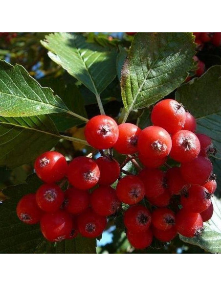 Subtomentosa Sorbus aria Jarząb mączny