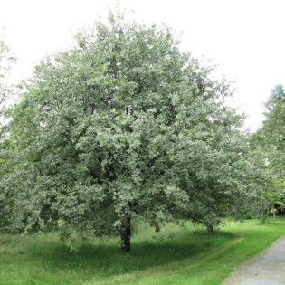 Jarząb mączny Sorbus aria