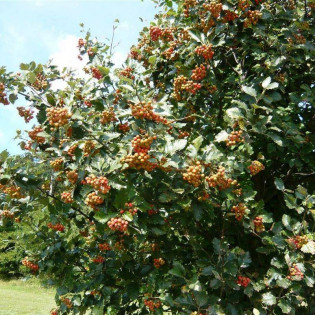 Jarząb mączny Sorbus aria 2