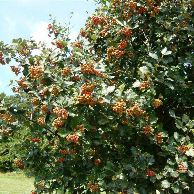 Sorbus aria Jarząb mączny