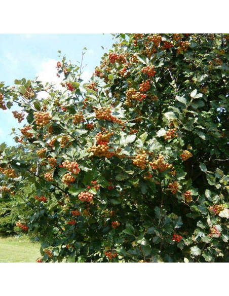 Sorbus aria Jarząb mączny