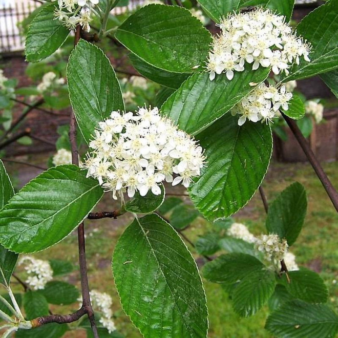 Mączny jarząb Sorbus aria