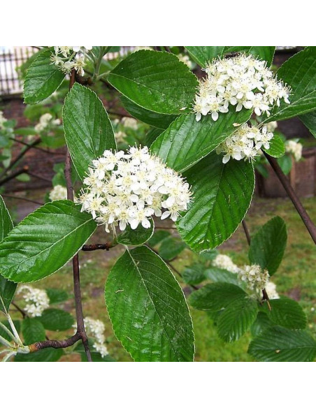Mączny jarząb Sorbus aria
